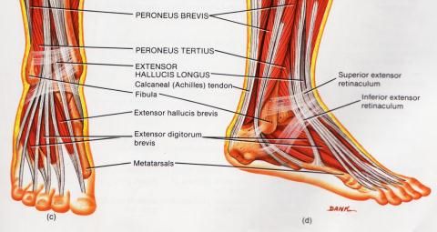 Mis on sorme liigese artroosi Kasi tuimus artriidi