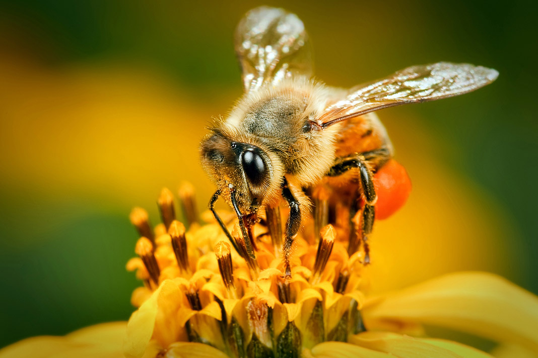 Mesilaste liigeste ravi Krooniline vasimuse valu liigestes